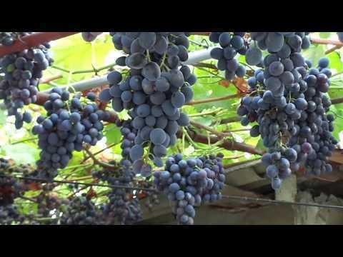 Виноград "кубань": описание сорта, фото и характеристики selo.guru — интернет портал о сельском хозяйстве