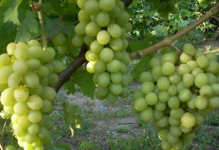 Виноград валек описание и характеристика сорта, выращивание и фото