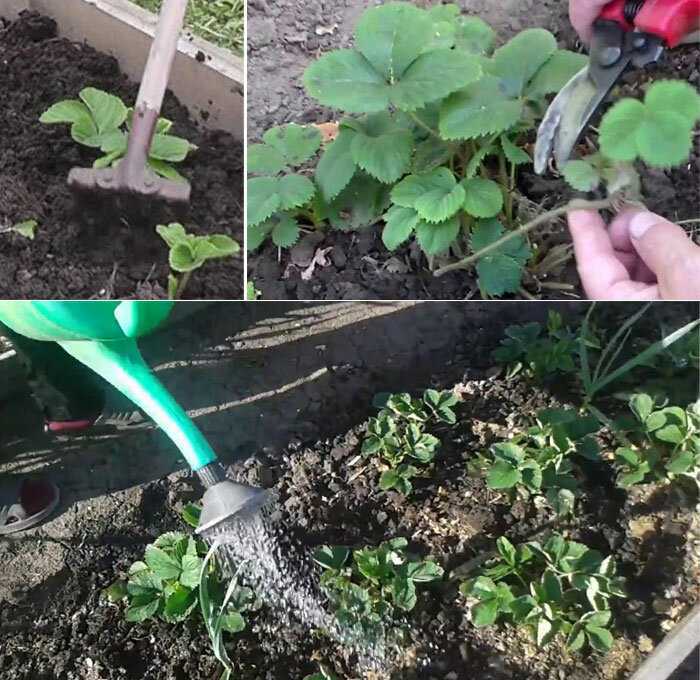 Чем подкормить клубнику во время плодоношения для хорошего урожая народные средства видео
