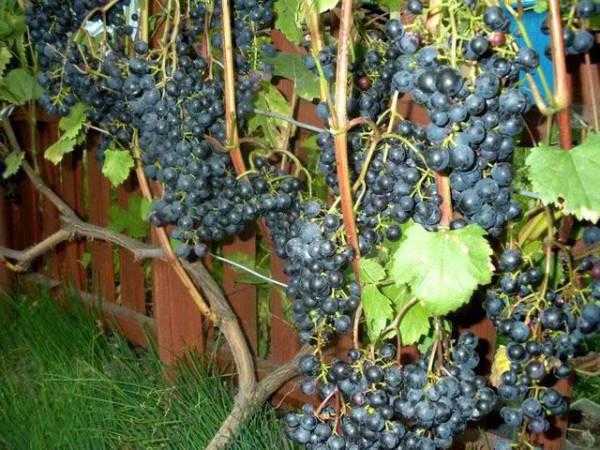 Виноград "загадка шарова": описание и характеристика, уход