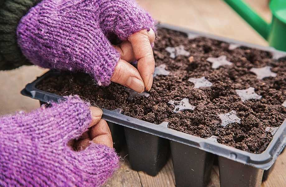 Пастернак: как выращивать, как сажать семенами в открытый грунт, уход, посадки весной, как сеять на рассаду, уборка и хранение