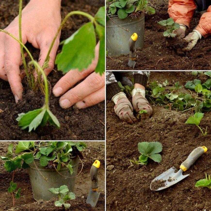 Когда сажать клубнику - весной или осенью, пошаговая инструкция, советы садоводов