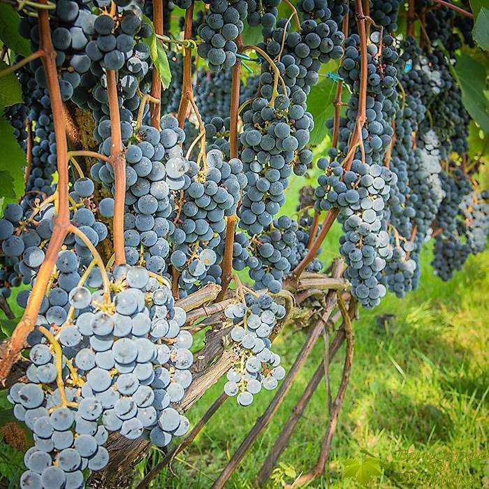 Виноград зилга: характеристики, уход, выращивание + фото и видео