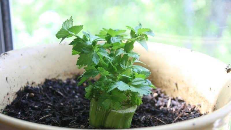 Кинза – выращивание и уход в открытом грунте: как правильно сажать семена на даче