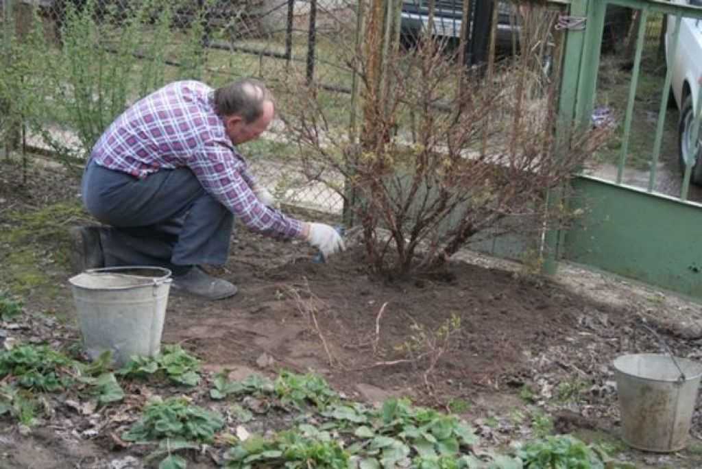 Посадка жимолости съедобной весной — когда и как правильно высаживать саженцы