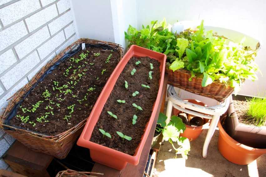 Как вырастить шпинат зимой на подоконнике?