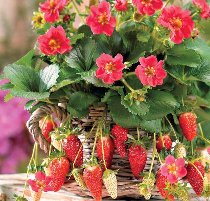 Выращивание ампельной клубники: советы, отзывы, обзор сортов с розовыми цветами