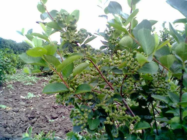 Арония - черноплодная рябина: посадка и уход - моя дача - информационный сайт для дачников, садоводов и огородников