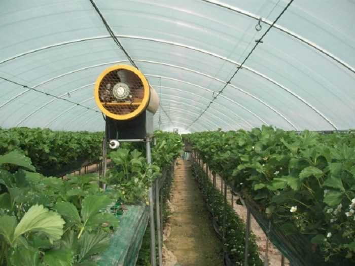 Технология выращивания клубники в теплице
