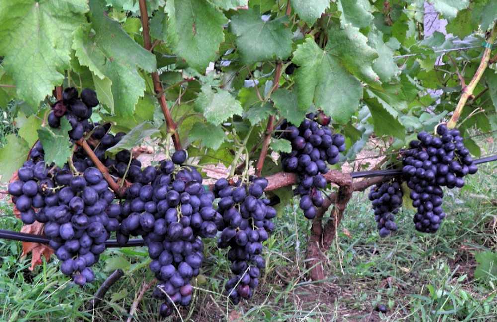✅ ранние сорта винограда на кубани. виноград кубань - cvetochki-ulyanovsk.ru