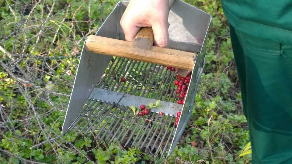 Сбор ягод. ягодный календарь лесных и садовых ягод. как собирают, какие и когда можно собирать ягоды
