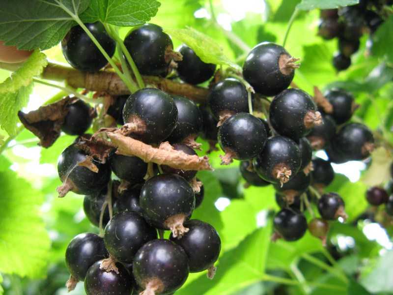 Смородина черная пигмей: описание сорта, фото, отзывы, урожайность