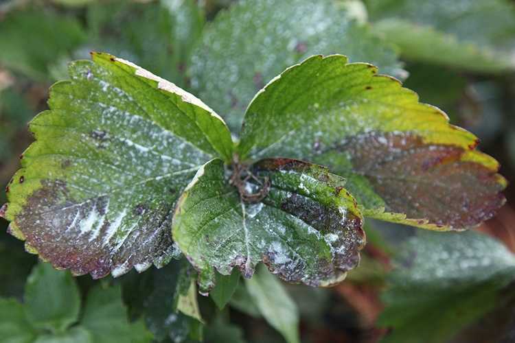 Пятнистость на клубнике: лечение бурых, красных, ржавых пятен на листьях, что делать при их появлении