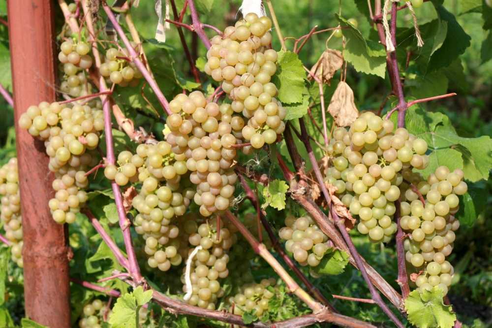 Зимостойкий и выносливый сорт винограда «тукай»
