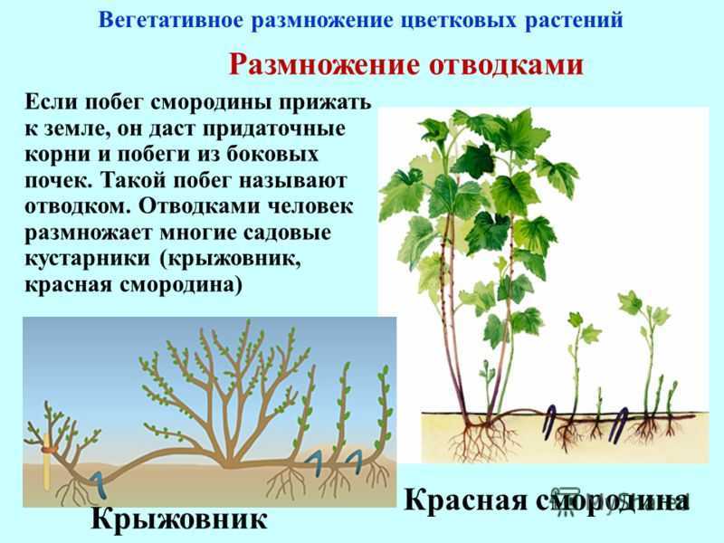 Размножение черной смородины: весной, летом, осенью, личный опыт садовода по черенкованию, делению куста и отводками