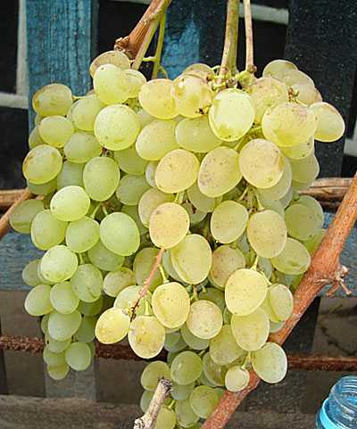 Виноград «русбол» (26 фото): описание улучшенного сорта «кишмиша мираж», отзывы