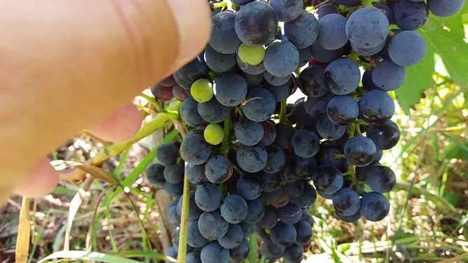 Сорт винограда «фуршетный» описание с фото и видео