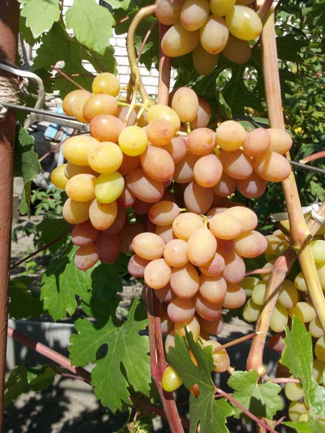 Виноград румба: описание сорта, выращивание, уход и отзывы