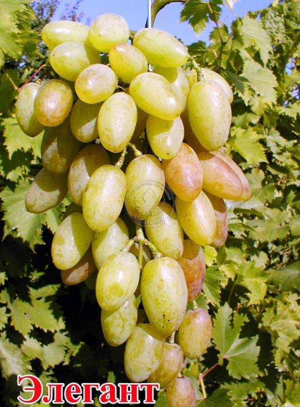 Сорт винограда элегант: описание, фото