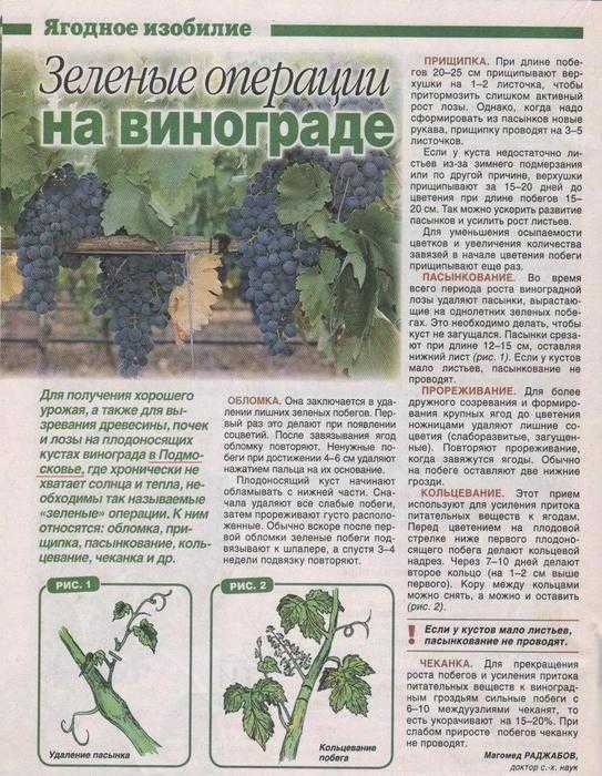 Виноград амурский прорыв, описание сорта с характеристикой и отзывами, особенности посадки и выращивания, фото