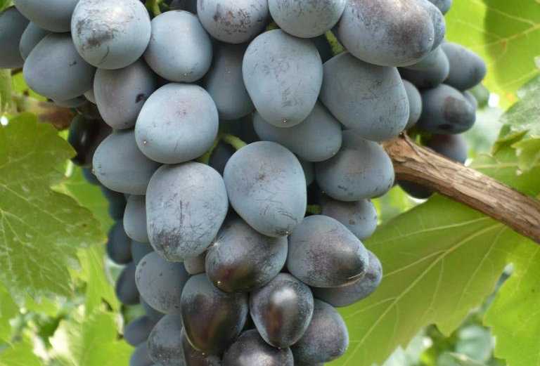 Виноград кубань: описание сорта, отзывы, фото, характеристики