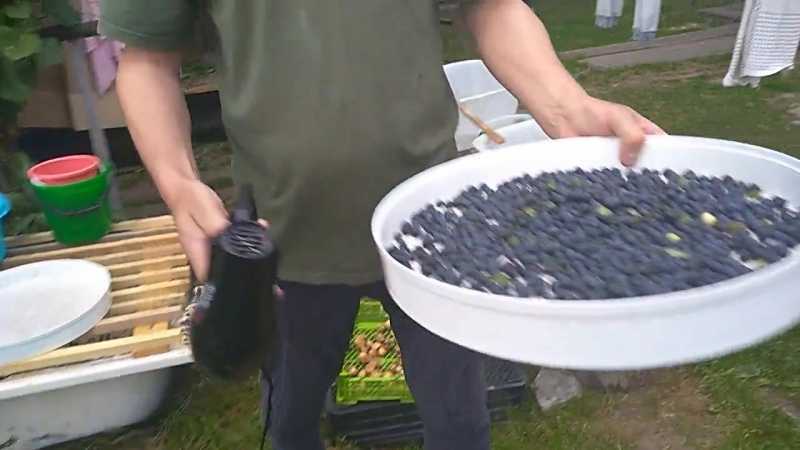 Когда и как правильно собирать чернику. заготовка ягод и листьев: сбор, сушка, хранение - lechilka.com