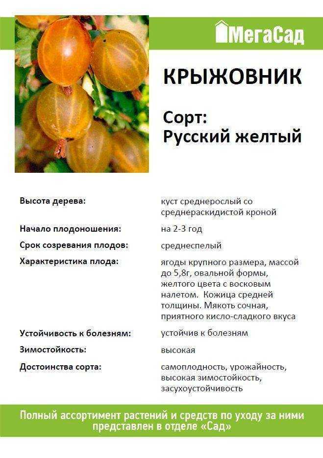 Крыжовник без шипов (бесшипный): сорта для средней полосы россии, самые сладкие, крупноплодные, посадка и уход