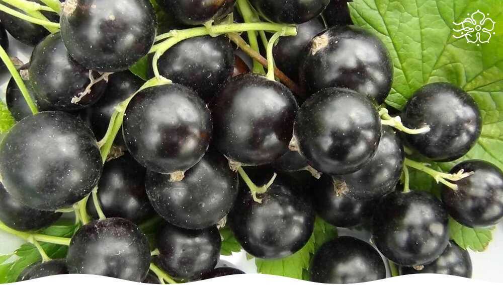 Как выбрать лучшие сорта и вырастить хороший урожай черной смородины. часть 2 — floraprice.ru