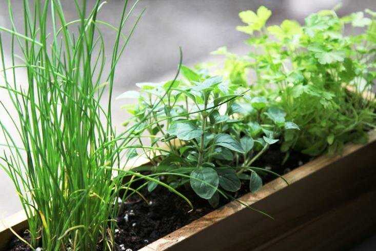 Как вырастить зелень на подоконнике, выгонка лука, посадка укропа, салата, петрушки