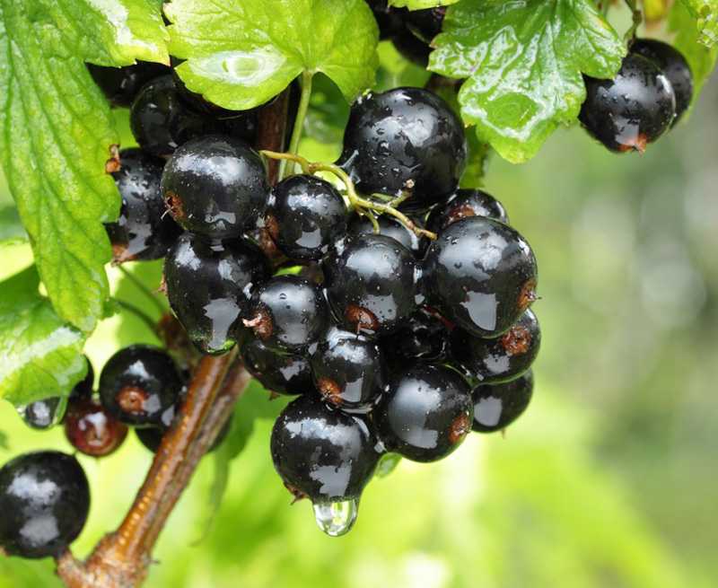 21 лучших сорта черной смородины, с крупными и сладкими ягодами