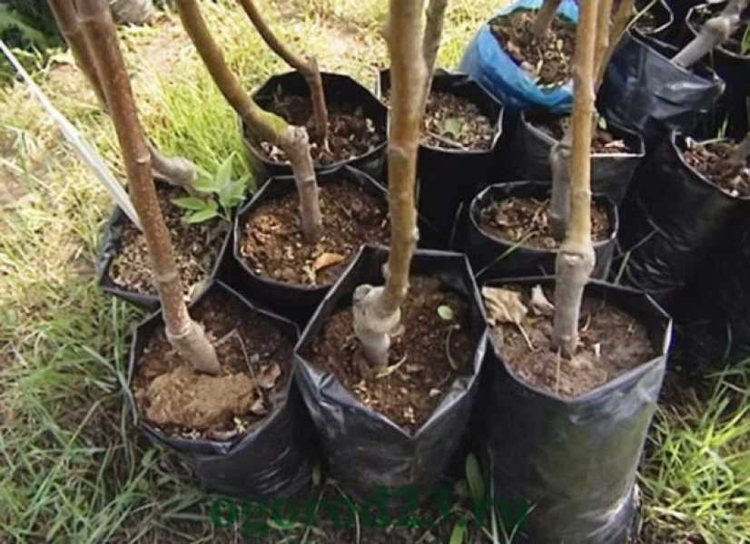 Правильная пересадка малины на новое место весной – советы опытных садоводов