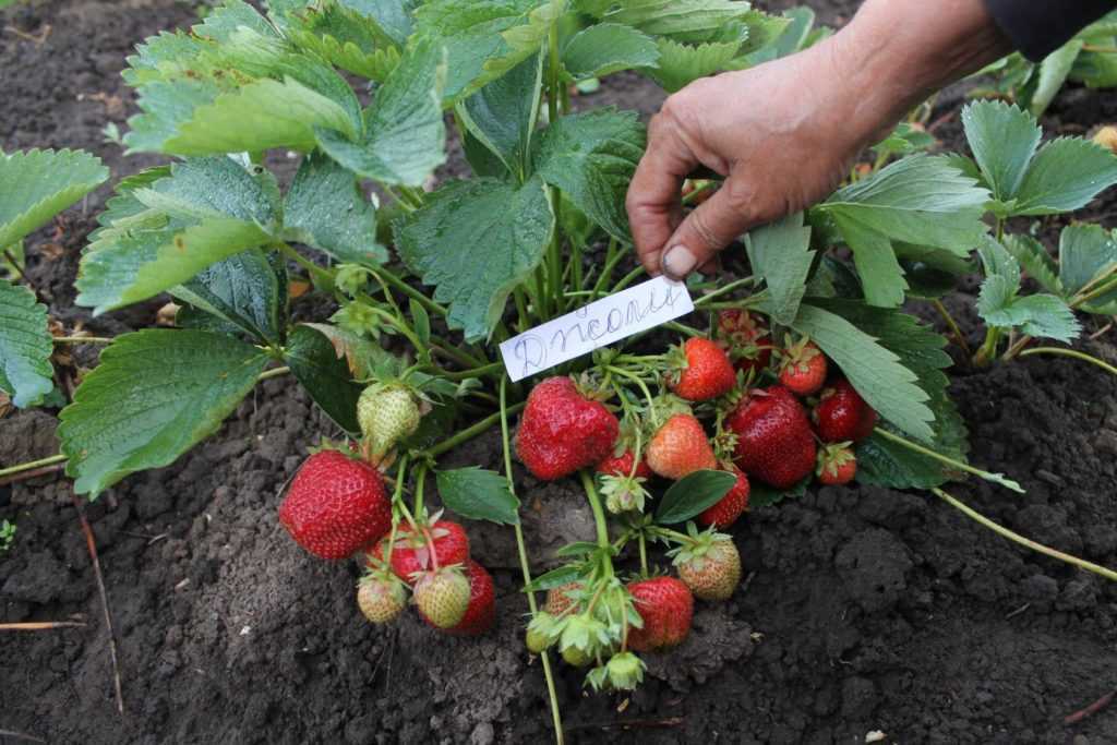 Клубника: описание ягоды и самых популярных лучших сортов, выращивание в саду и на даче, процесс посадки, ухода и выращивания