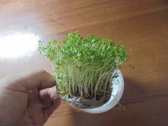 Кресс-салат: выращивание семенами в открытом грунте и на подоконнике, лучшие сорта для посадки