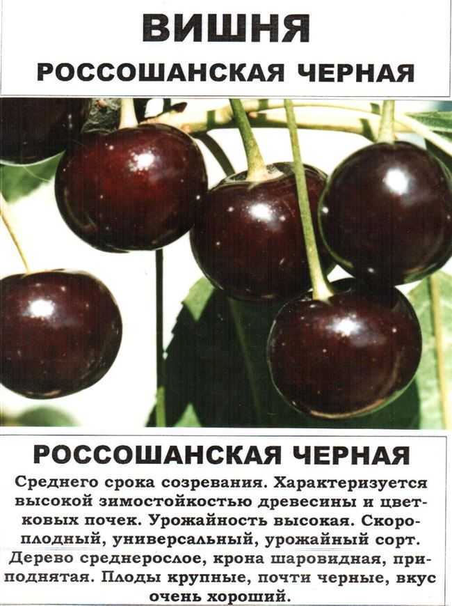 Сорт вишни харитоновская