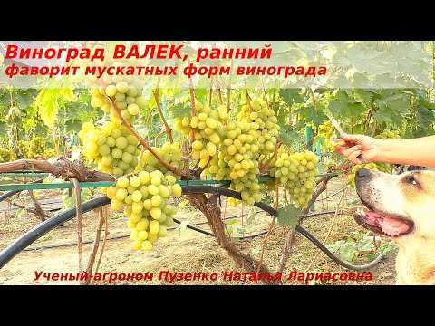 Виноград валек: описание сорта, посадка и уход, размножение, сбор урожая