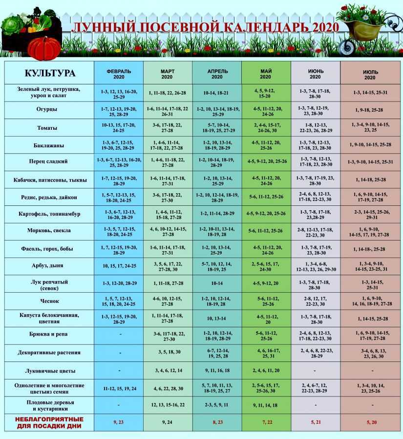 Лунный посевной календарь на август 2021 для садовода, огородника и цветовода