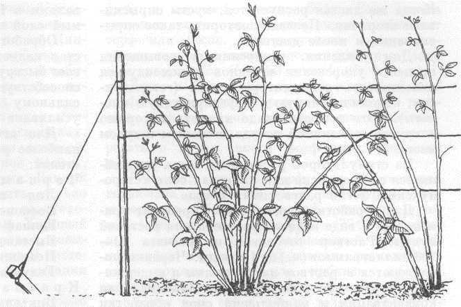 Выращивание ежевики – посадка и уход в открытом грунте