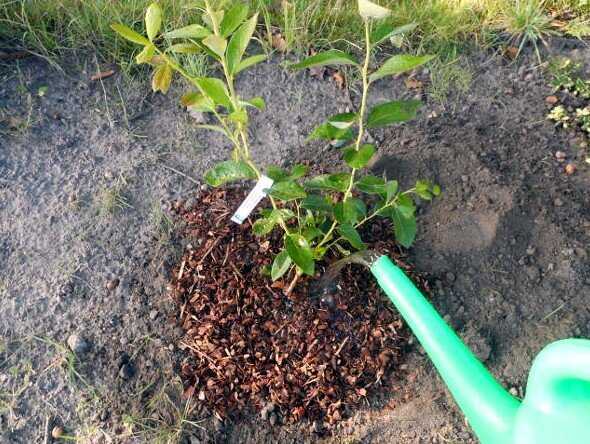 Почва для голубики садовой: какой состав нужен и как сделать своими руками