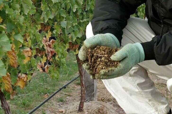Уход за виноградником осенью: как правильно ухаживать за виноградом, что делать с кустами винограда