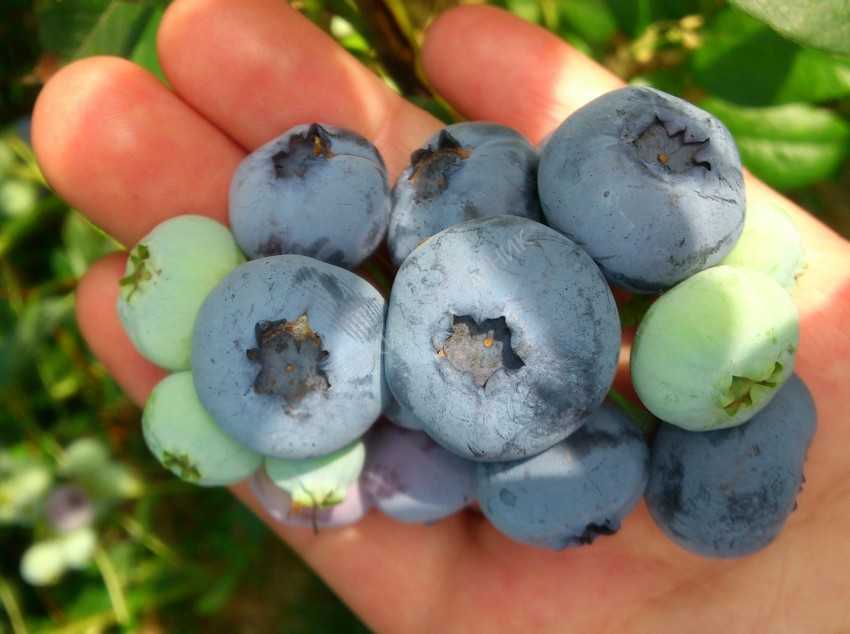 Голубика садовая — неприхотливый витамин: посадка, выращивание и уход