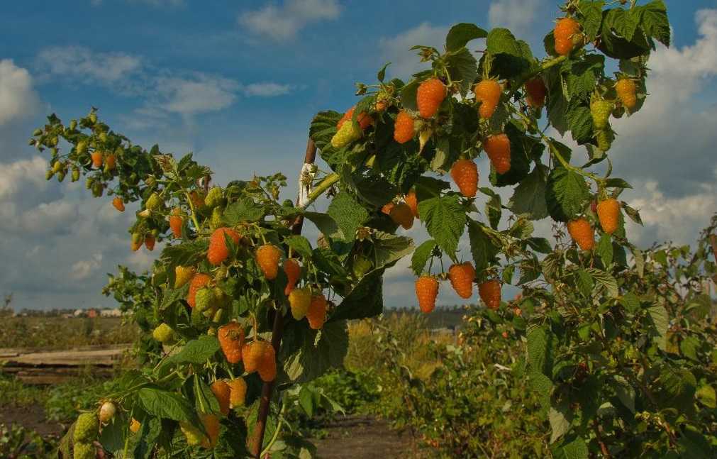 Малина оранжевое чудо: отзывы, фото, описание сорта, урожайность, морозоустойчивость, выращивание, посадка и уход, обрезка кустарника