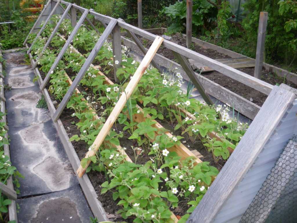 Выращивание клубники на высоких грядках по финской технологии
