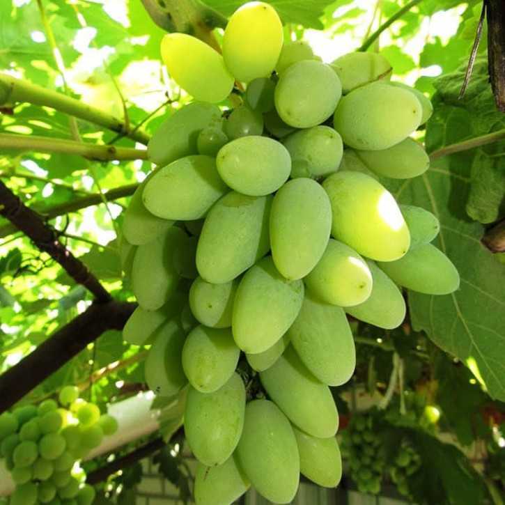 Виноград тимур: описание сорта