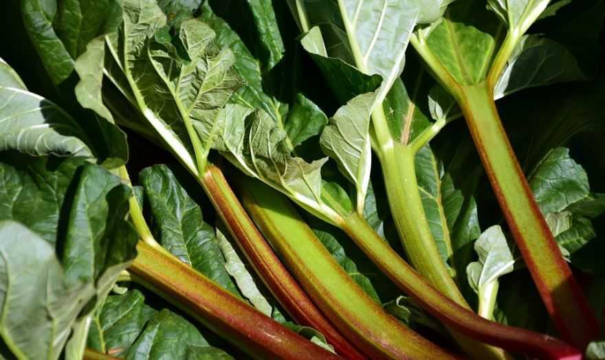 Саподилла — описание растения и фрукта, польза и вред, состав, калорийность, как едят, выращивание дома