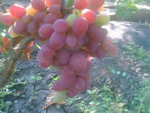 Описание сорта винограда руслан: фото, видео и отзывы | vinograd-loza