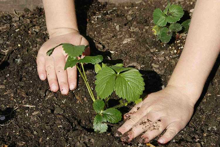 Когда и как посадить клубнику осенью в открытый грунт