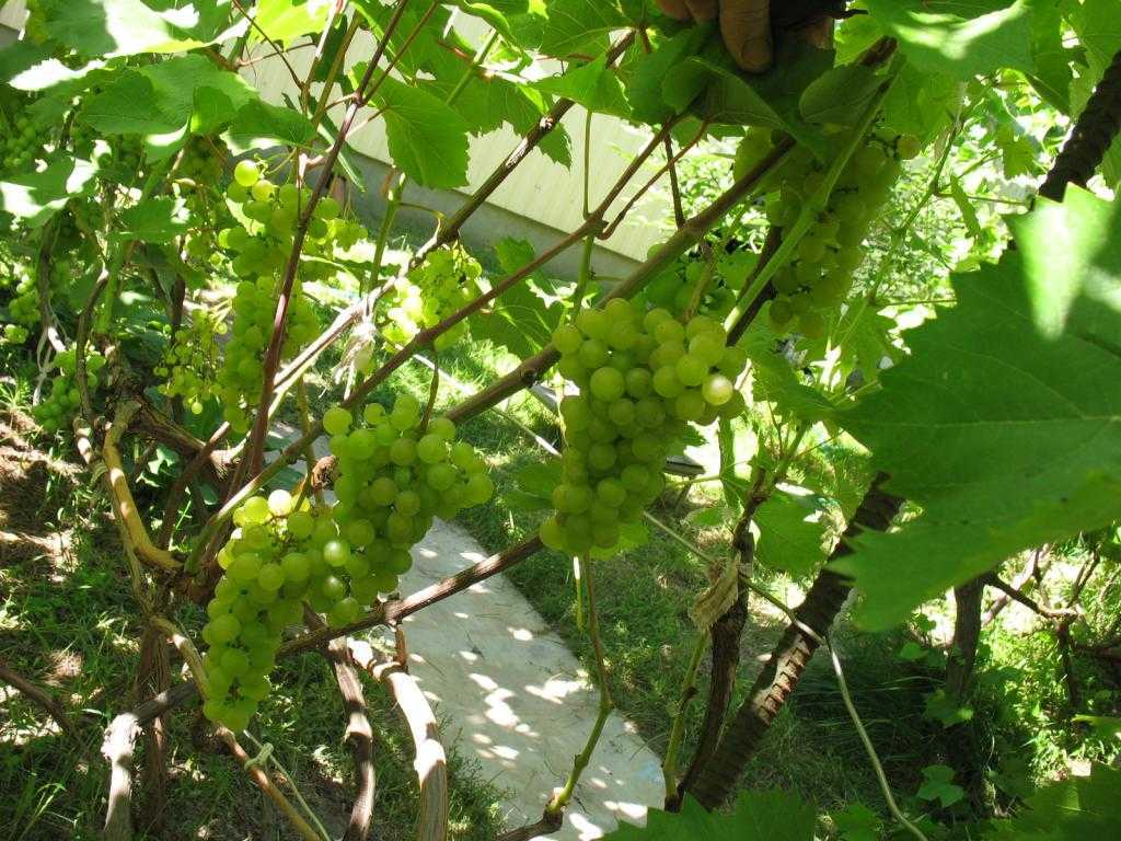 Виноград платовский: описание, характеристики, выращивание, достоинства, отзывы