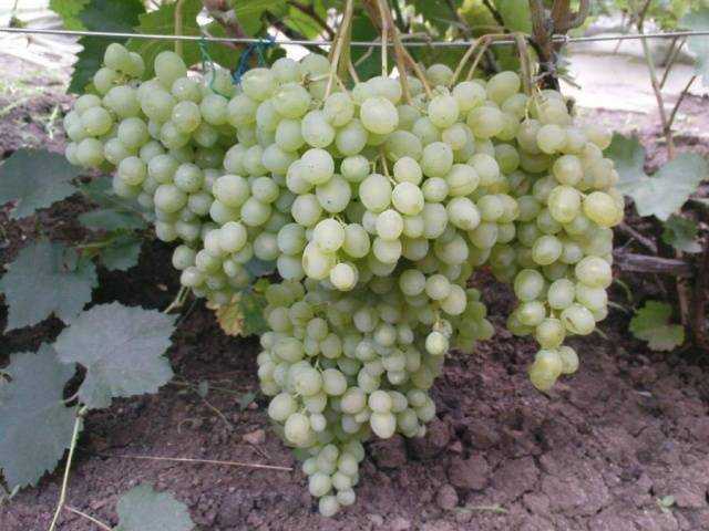 Виноград русбол: описание сорта с характеристикой и отзывами, особенности посадки и выращивания, фото