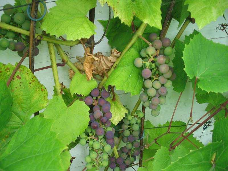 Виноград лидия: плюсы и минусы сорта, а также посадка растения