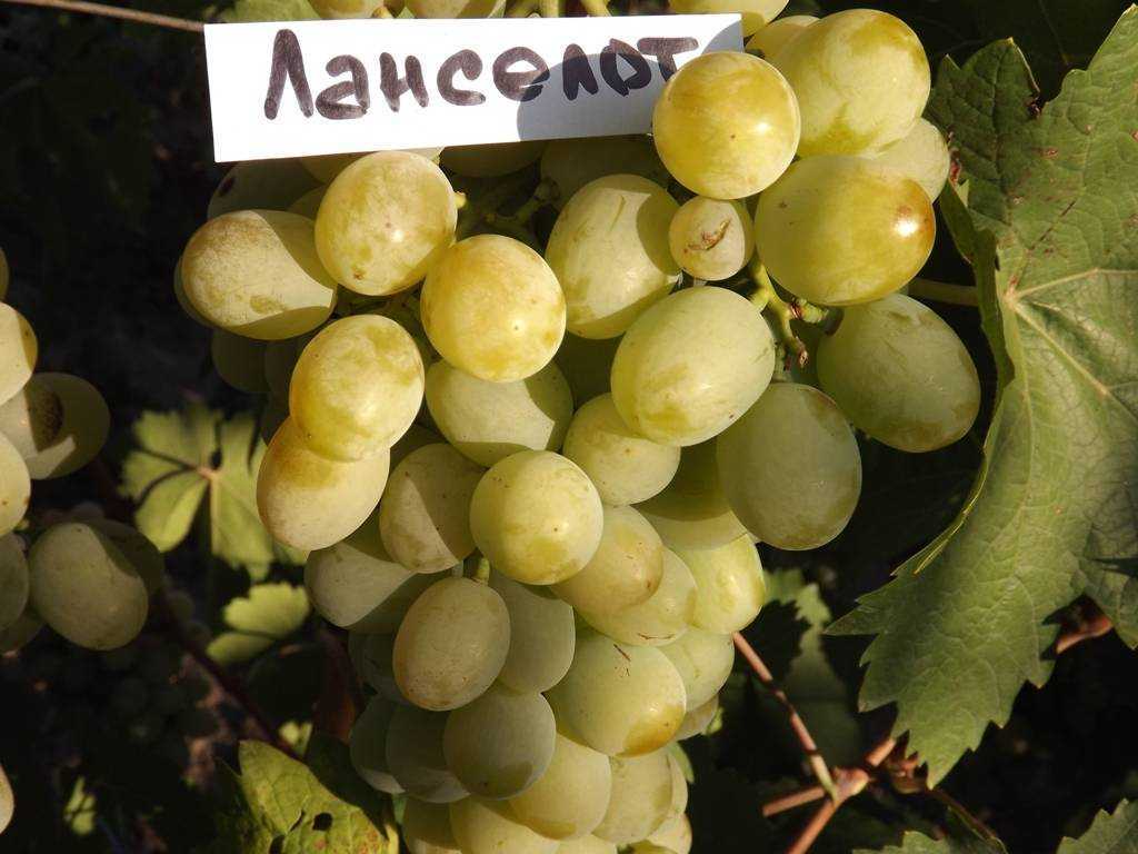 Виноград фурор - уход и выращивание, правила посадки сорта фурор